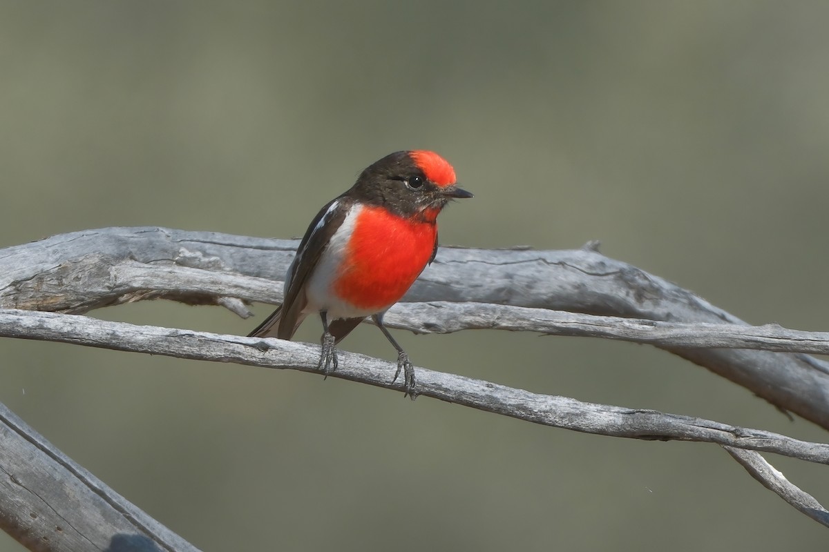 Red-capped Robin - ML624495556