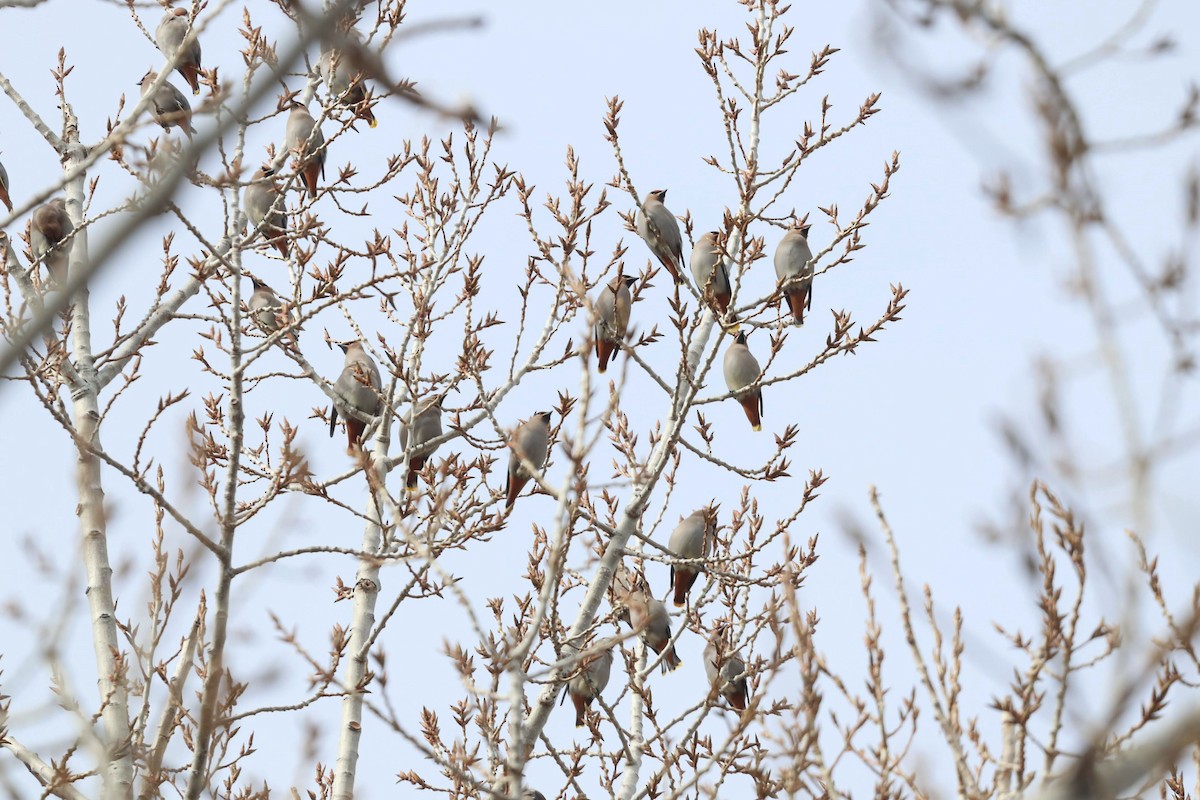 Bohemian Waxwing - ML624495558