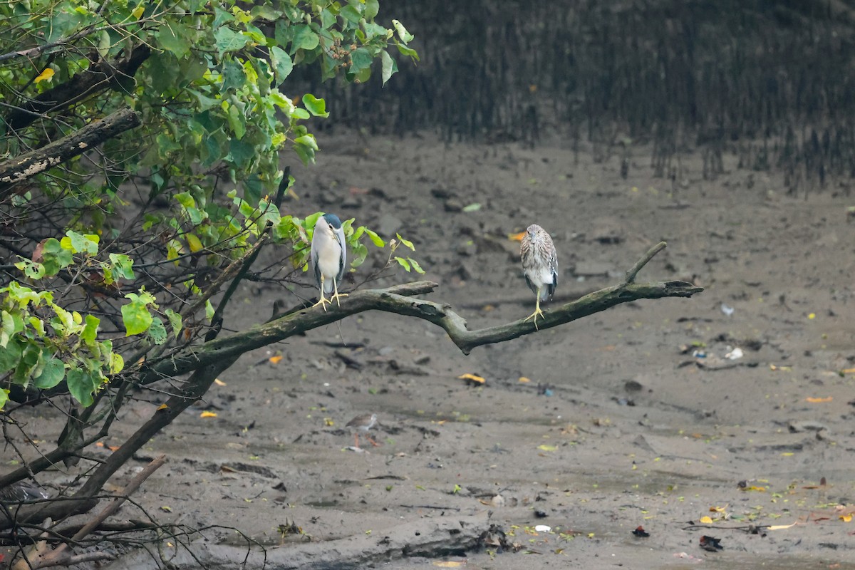 Black-crowned Night Heron - Michael D Gumert