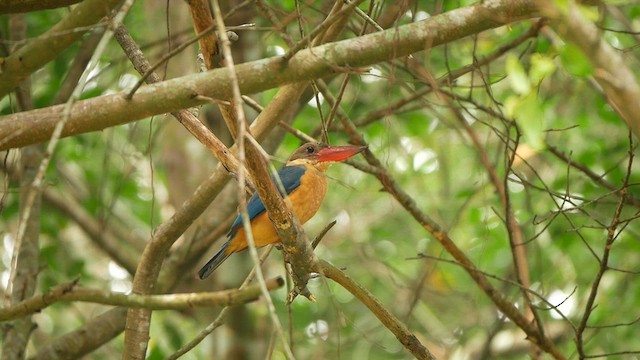 Stork-billed Kingfisher - ML624495668
