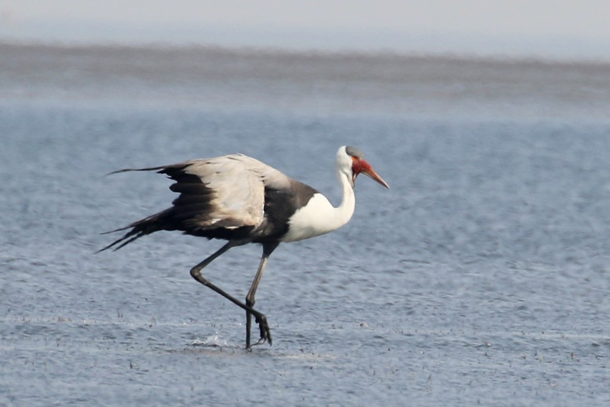 Wattled Crane - ML624495707