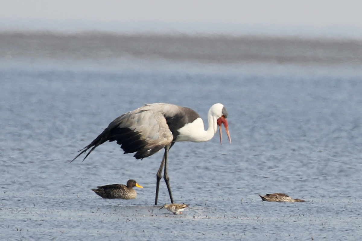 Wattled Crane - 凤玲 于