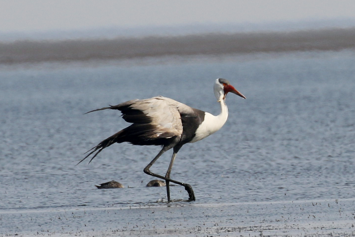 Wattled Crane - ML624495710