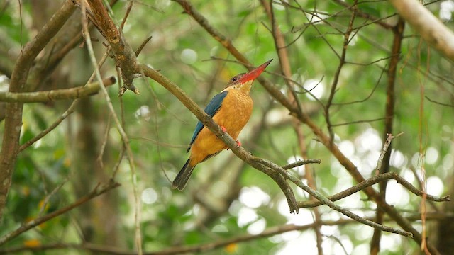 Stork-billed Kingfisher - ML624495716