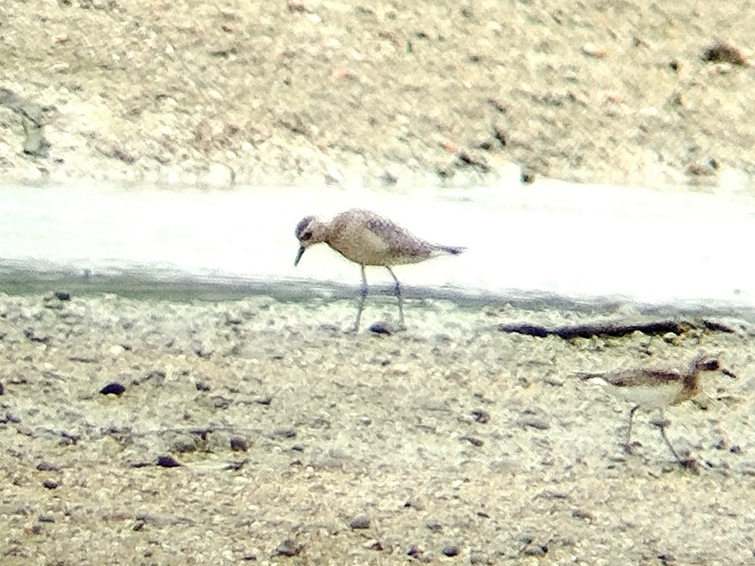 Pacific Golden-Plover - ML624495763