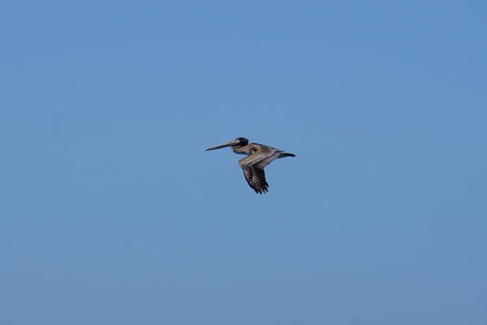 Brown Pelican - Wouter Pernet