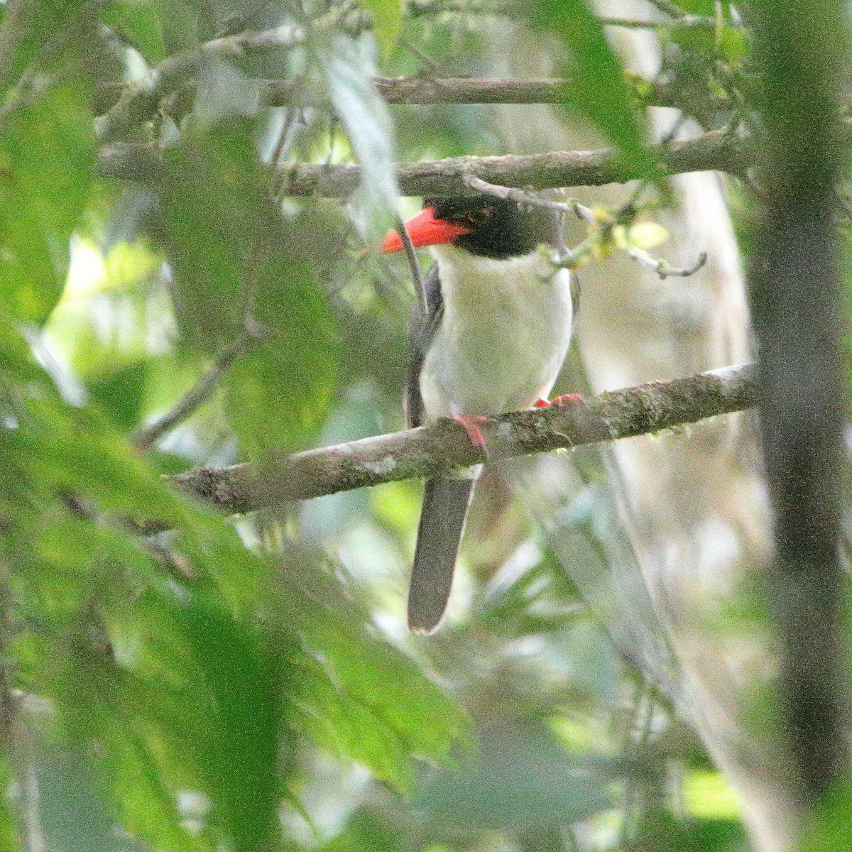 White-rumped Kingfisher - ML624495946