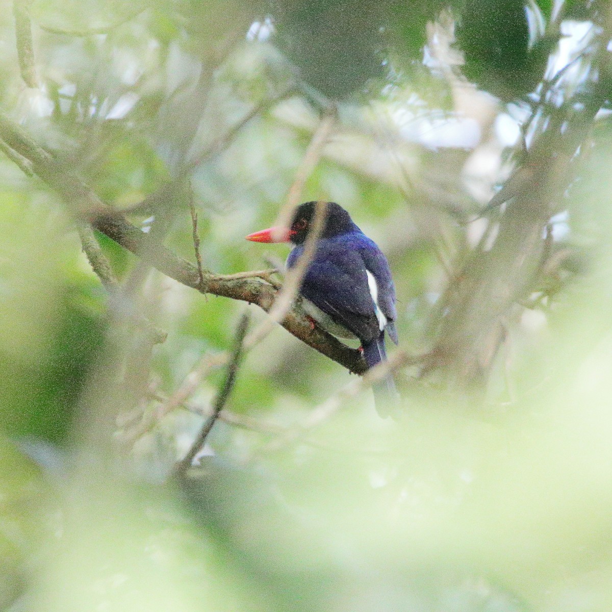 White-rumped Kingfisher - ML624495948