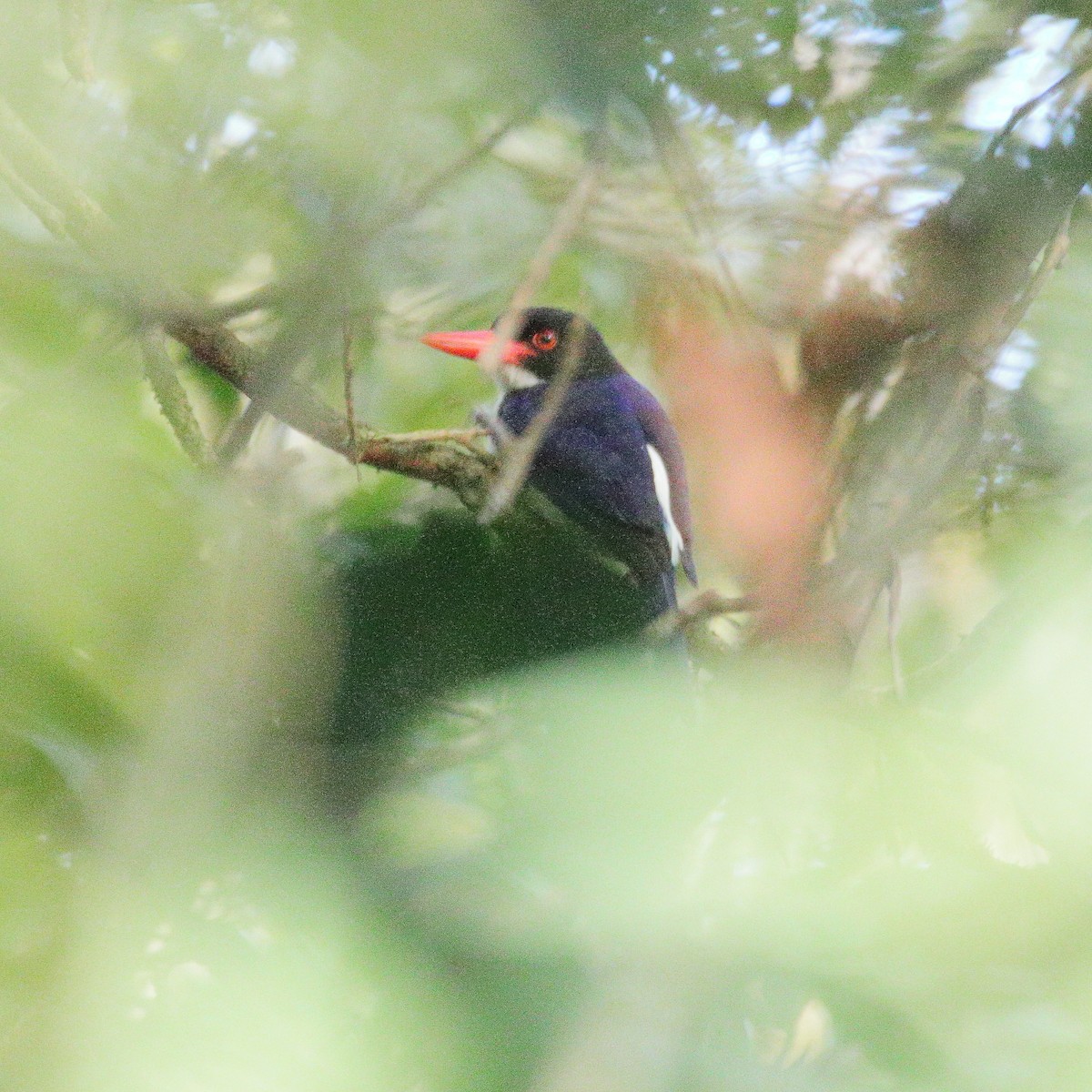 White-rumped Kingfisher - ML624495949