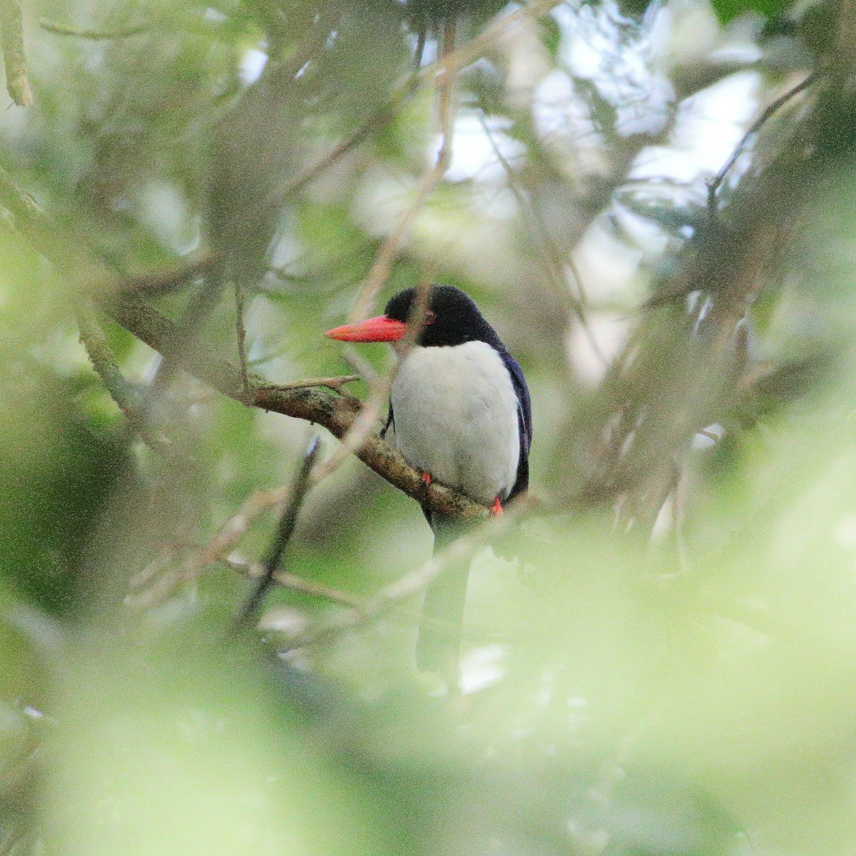 White-rumped Kingfisher - ML624495950