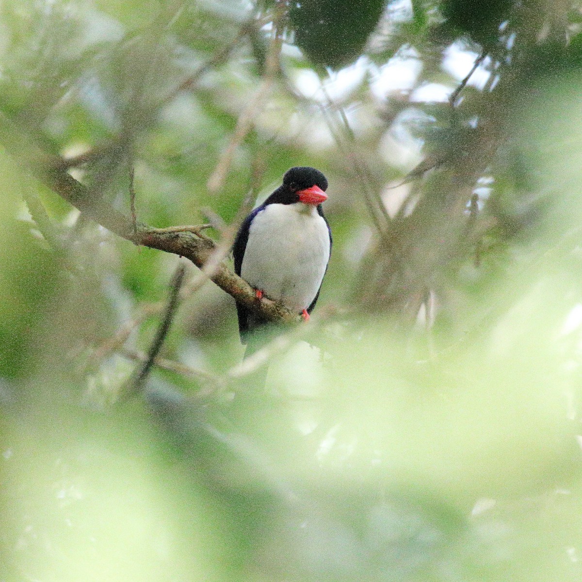 White-rumped Kingfisher - ML624495951