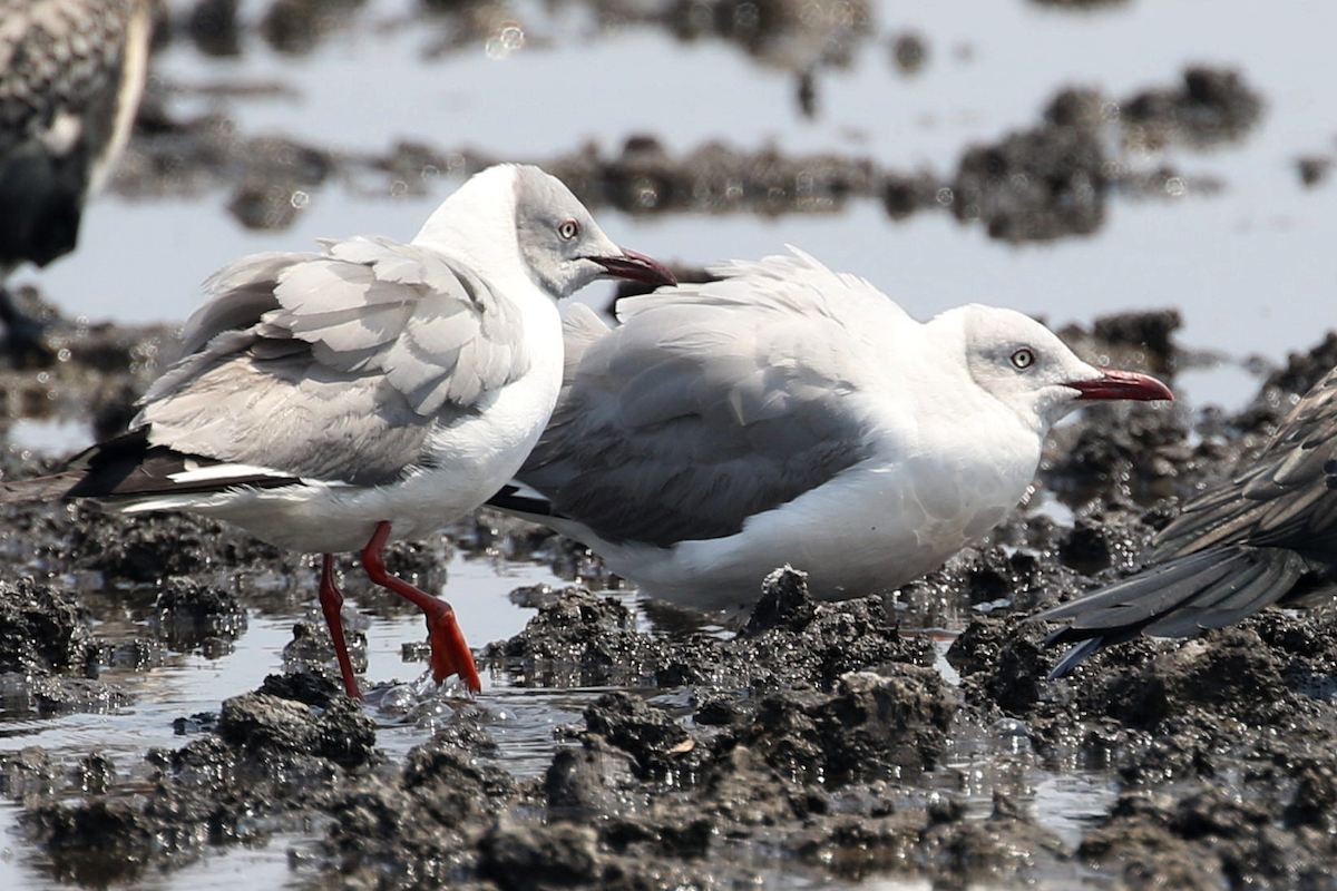 Gabbiano testagrigia - ML624496038