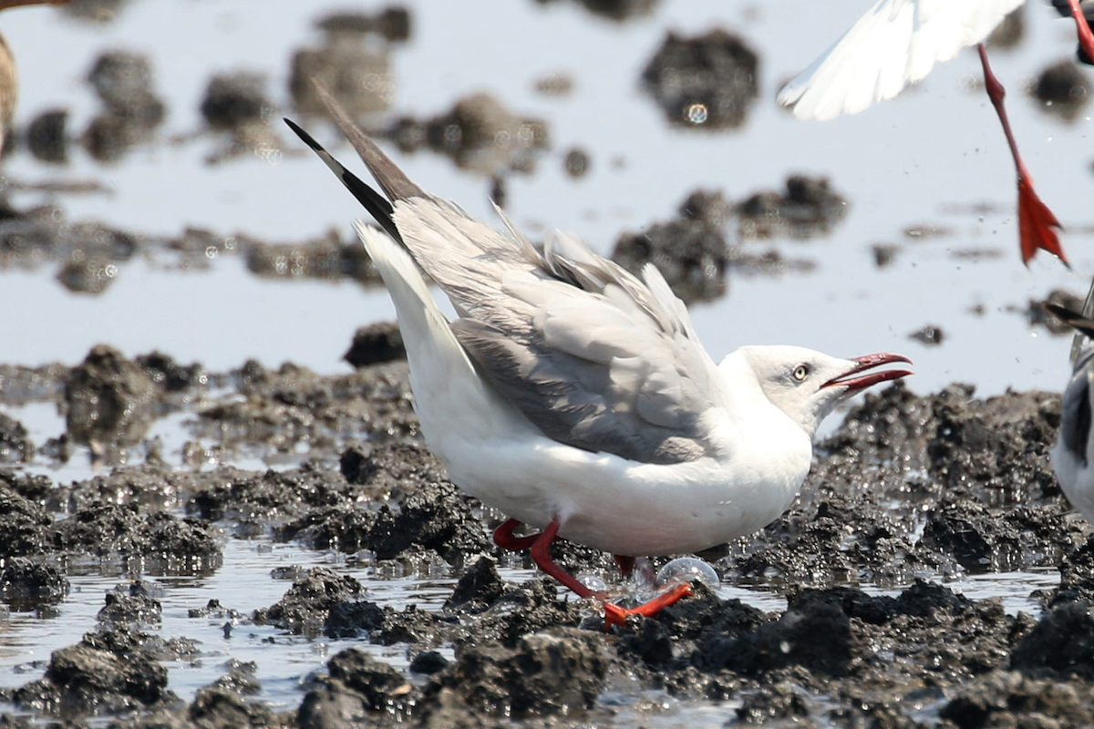 Gabbiano testagrigia - ML624496039