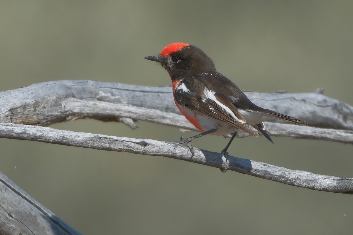 Red-capped Robin - ML624496190