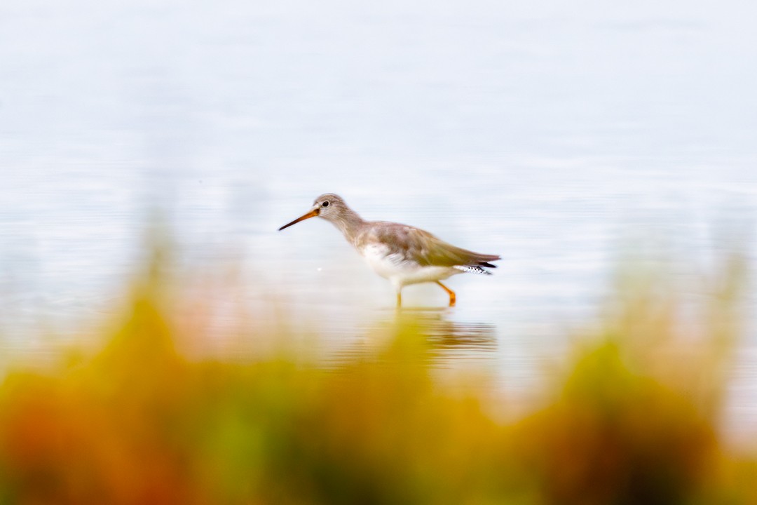 Common Redshank - ML624496201