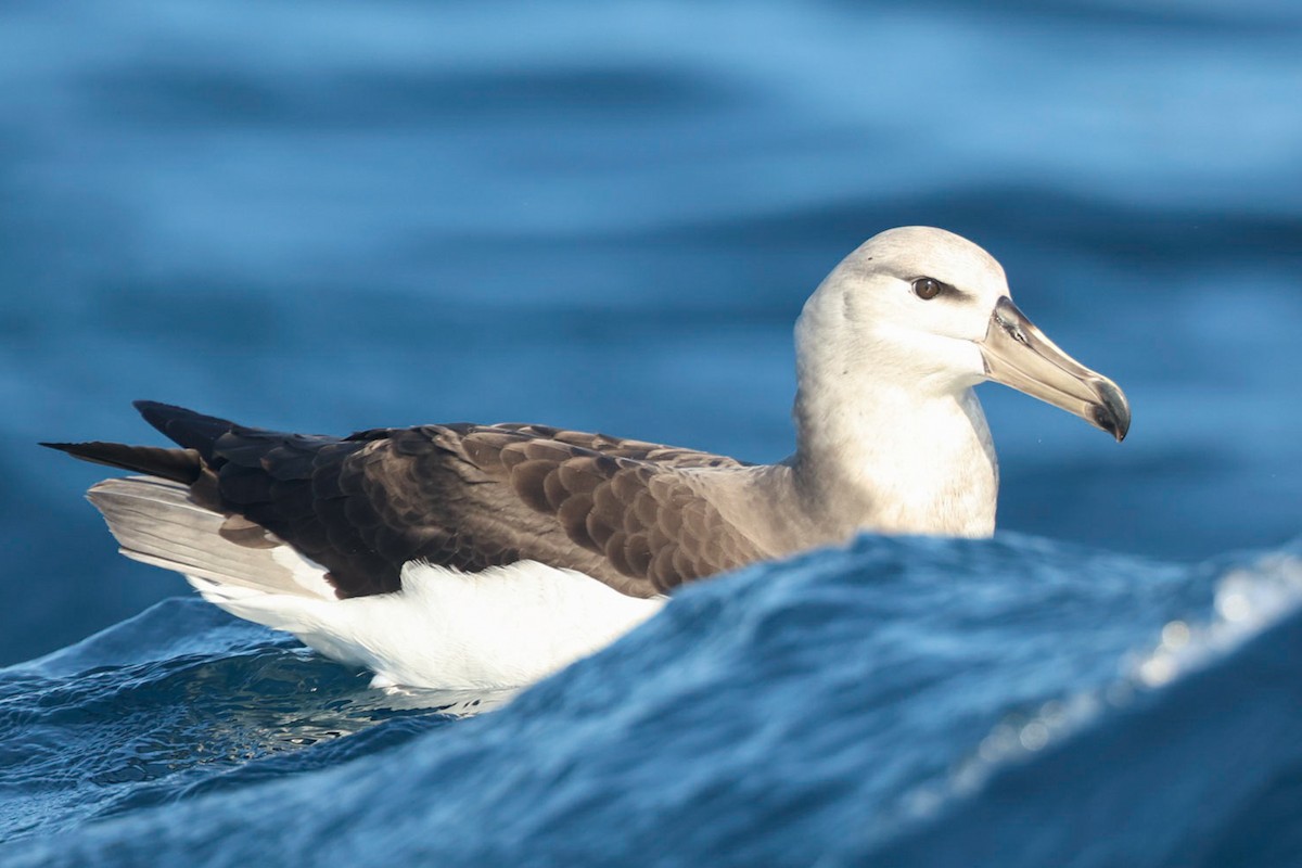 Black-browed Albatross (Black-browed) - Zach Simpson - Birding Ecotours