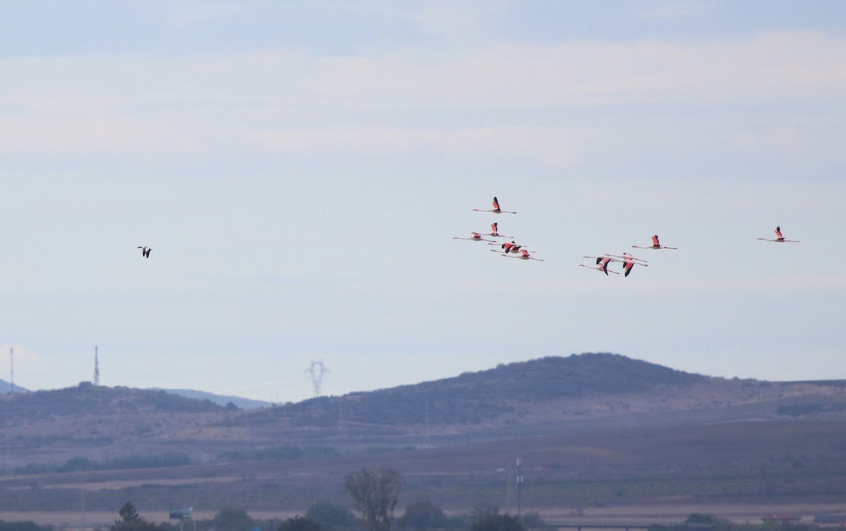 Greater Flamingo - ML624496209