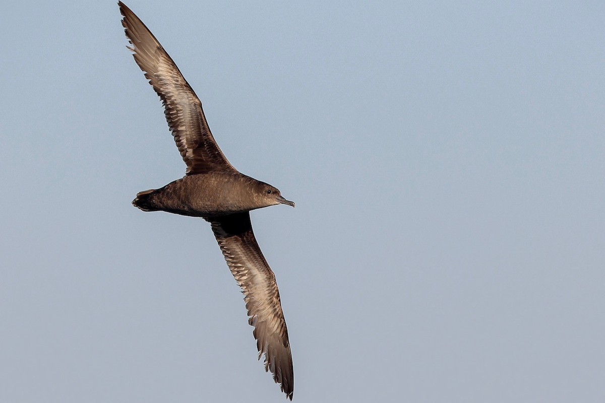 Sooty Shearwater - ML624496216