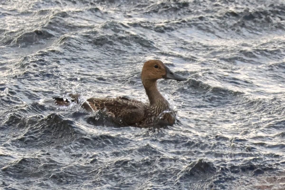 Northern Pintail - ML624496239