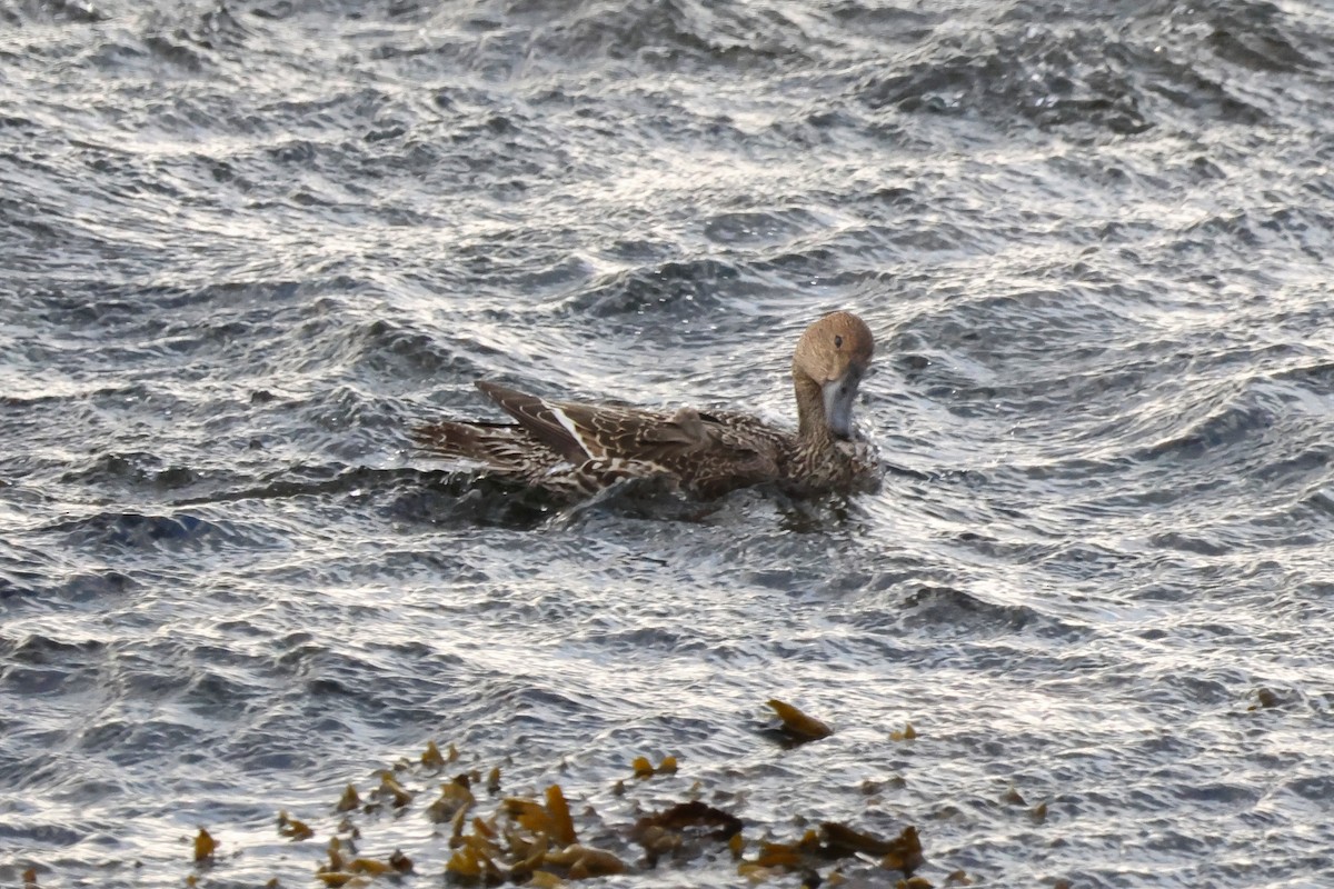 Northern Pintail - ML624496241