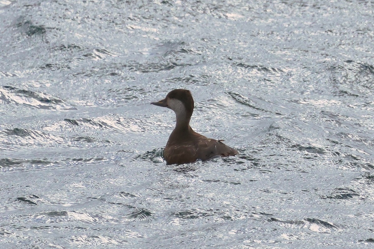 Black Scoter - ML624496246