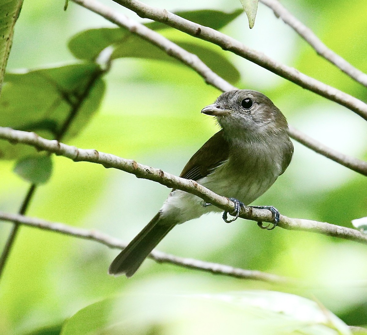 mangroveplystrer - ML624496253