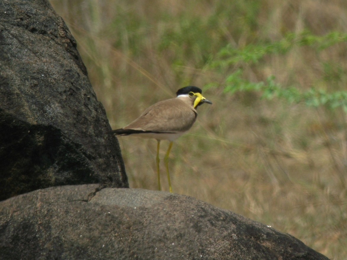 Yellow-wattled Lapwing - ML624496287