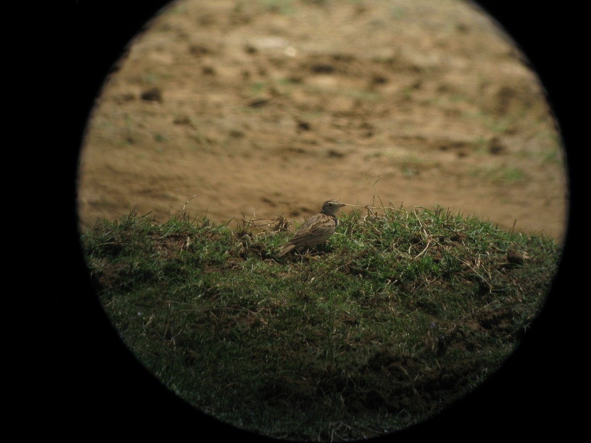 Oriental Skylark - ML624496312