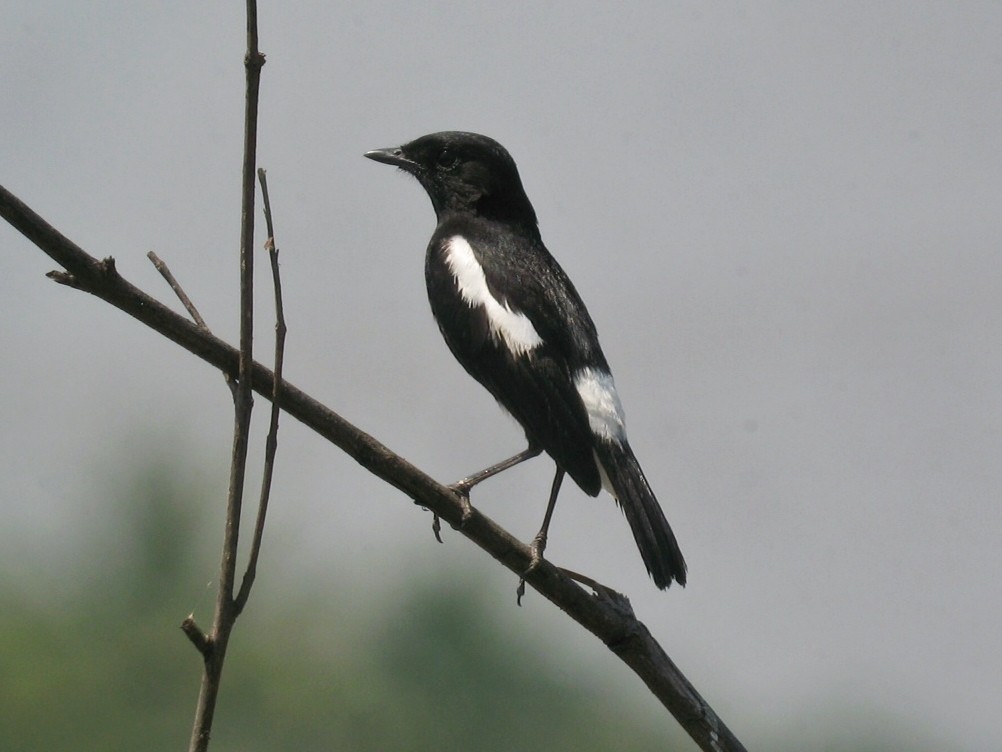 Pied Bushchat - ML624496314