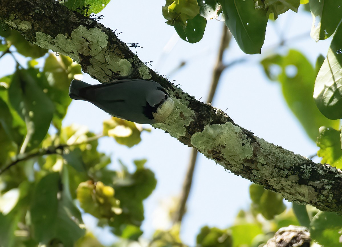 Indian Nuthatch - ML624496320