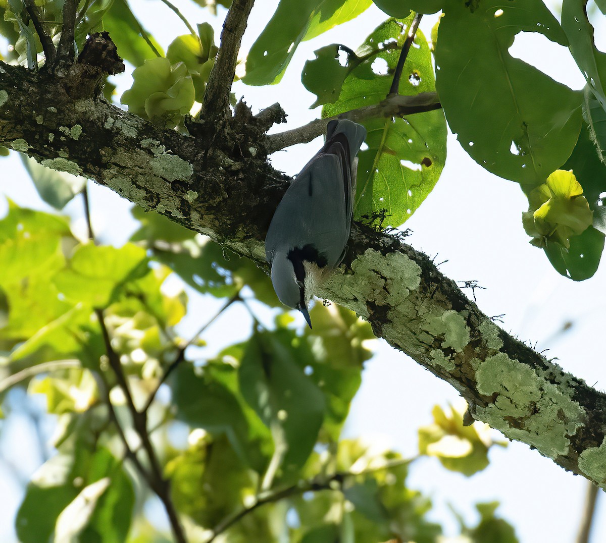 Indian Nuthatch - ML624496321