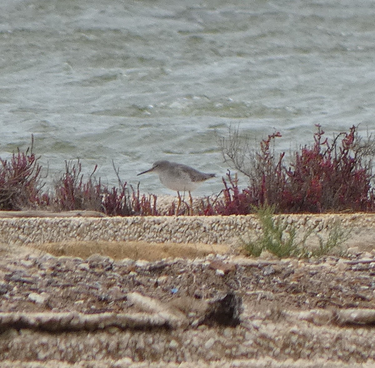 Spotted Redshank - ML624496359