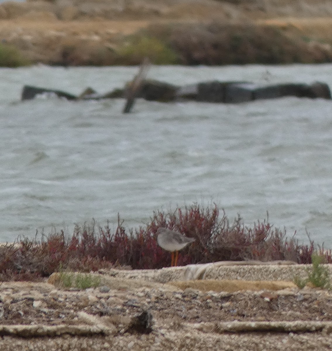 Spotted Redshank - ML624496360