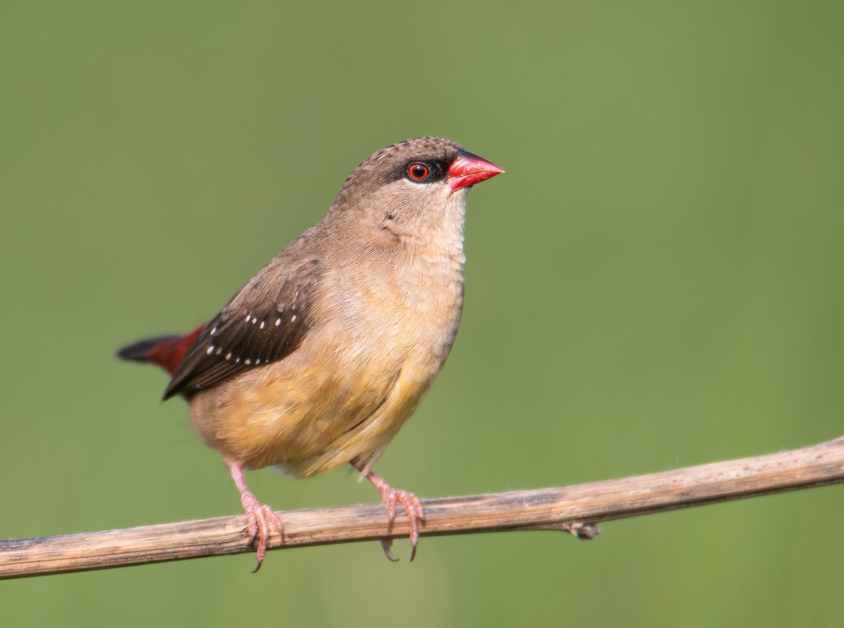 Red Avadavat - ML624496362