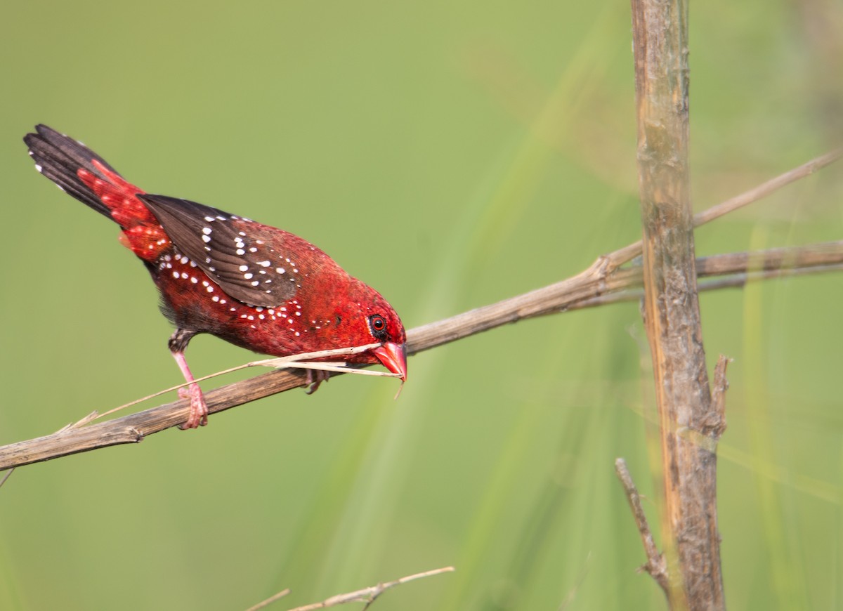 Red Avadavat - ML624496363