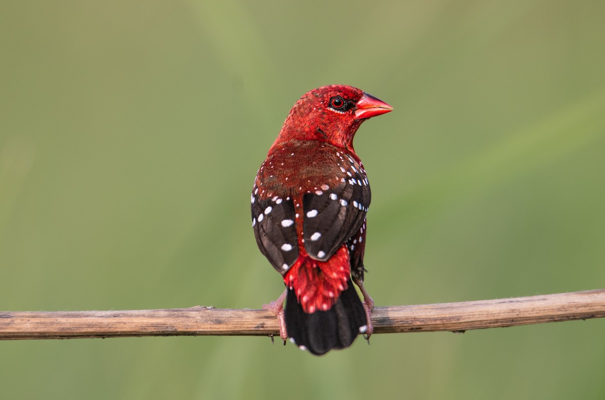 Red Avadavat - Suresh Trivedi