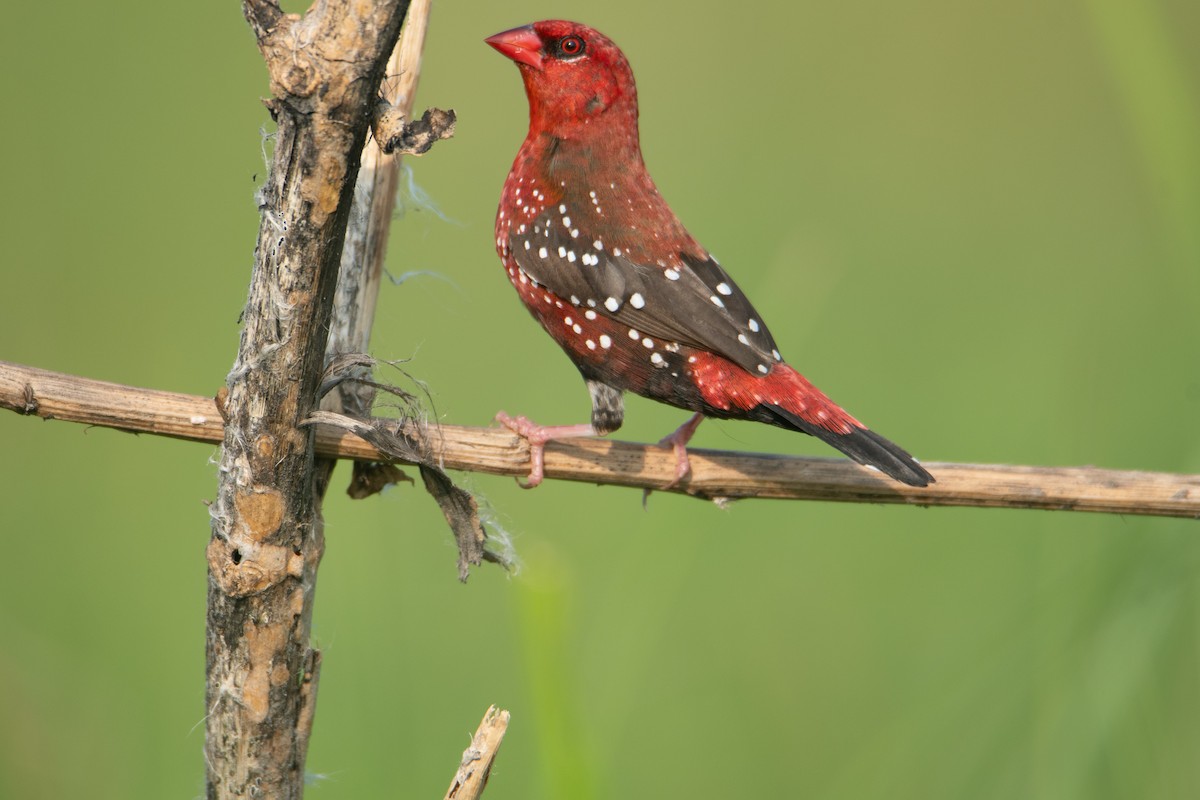 Red Avadavat - ML624496366