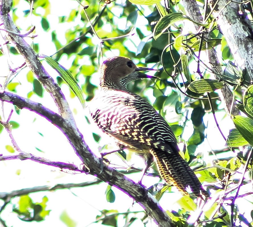 Fernandina's Flicker - Serguei Alexander López Perez