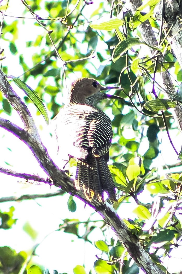 Fernandina's Flicker - Serguei Alexander López Perez