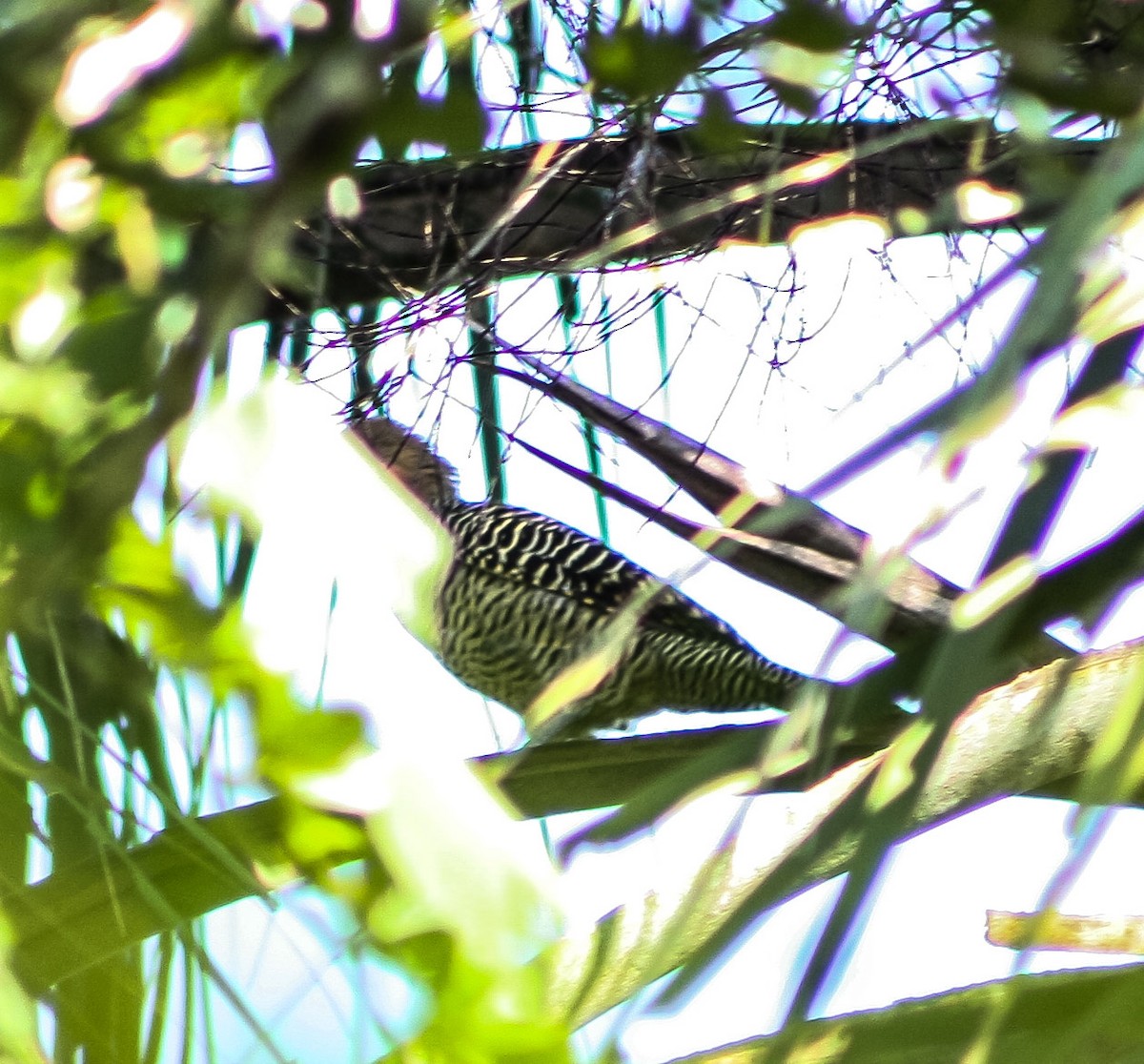 Fernandina's Flicker - Serguei Alexander López Perez