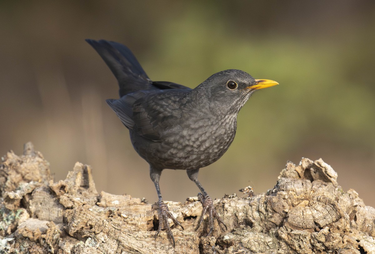 Eurasian Blackbird - ML624496585