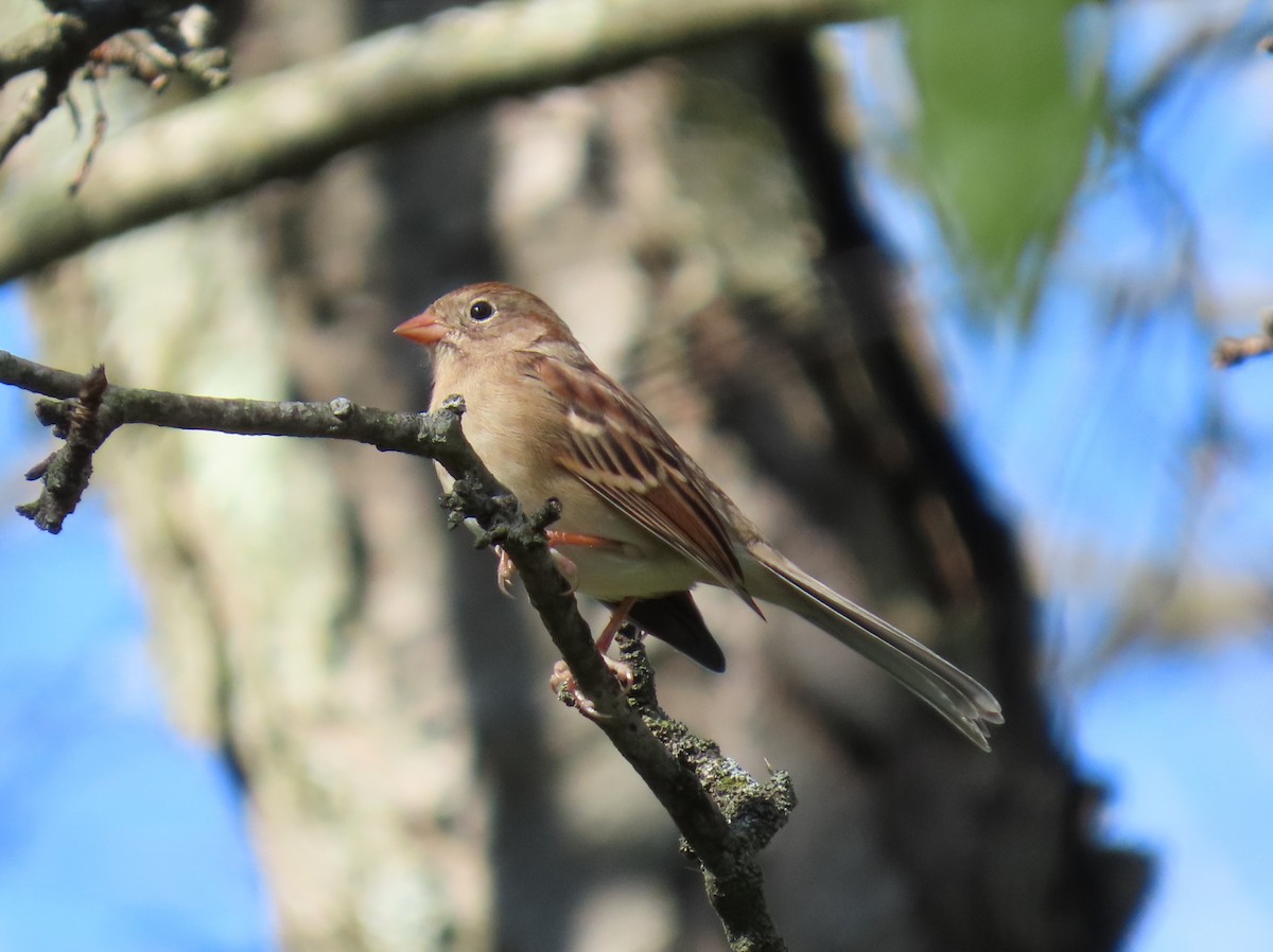 Field Sparrow - ML624496612