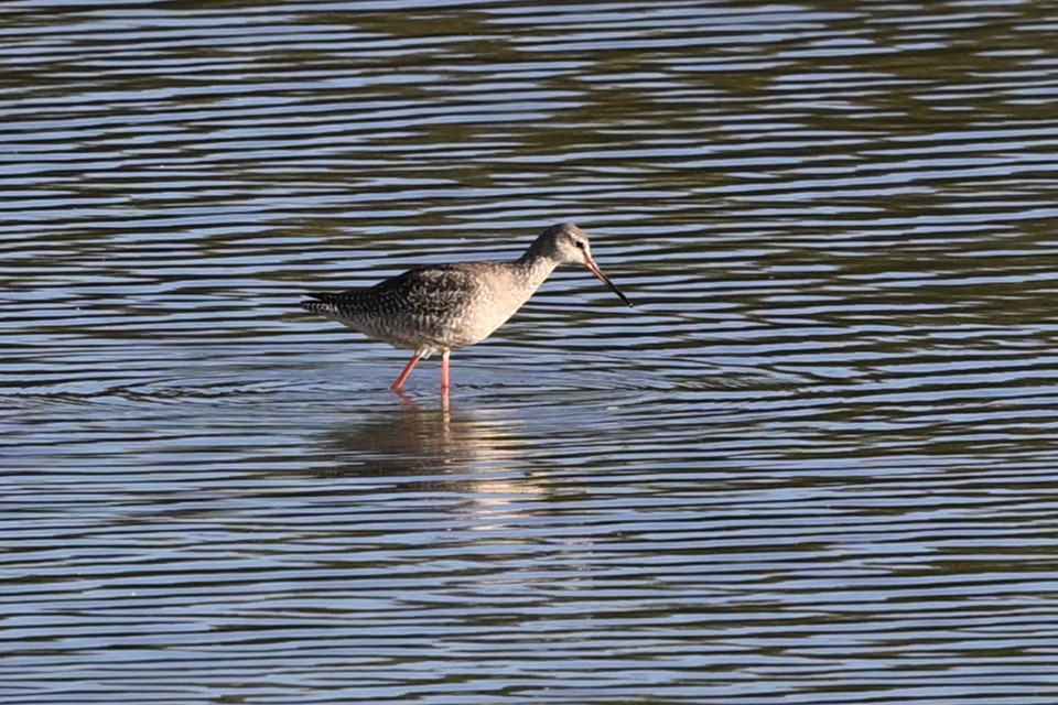 Spotted Redshank - Graham Sorrie