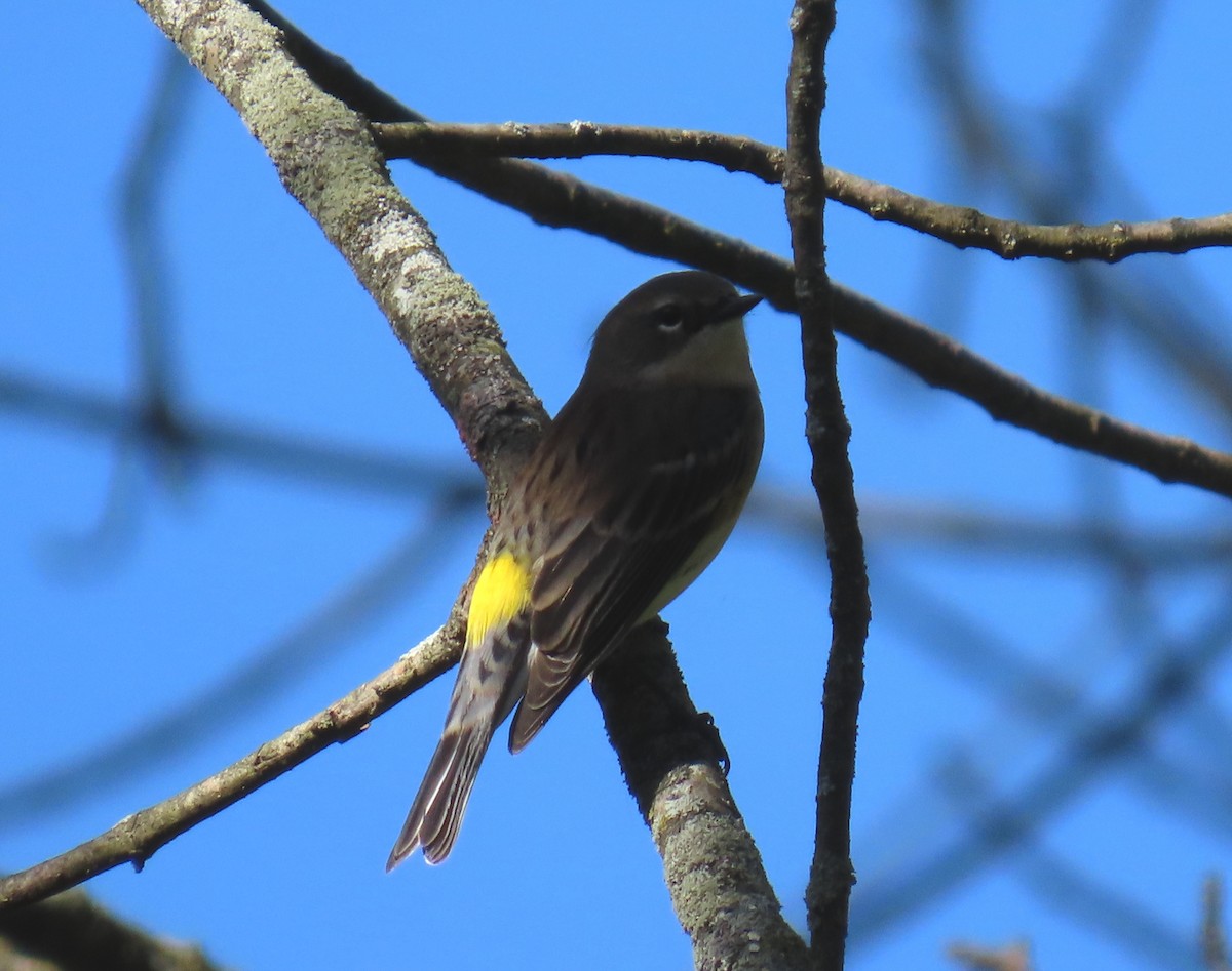 Yellow-rumped Warbler - ML624496689