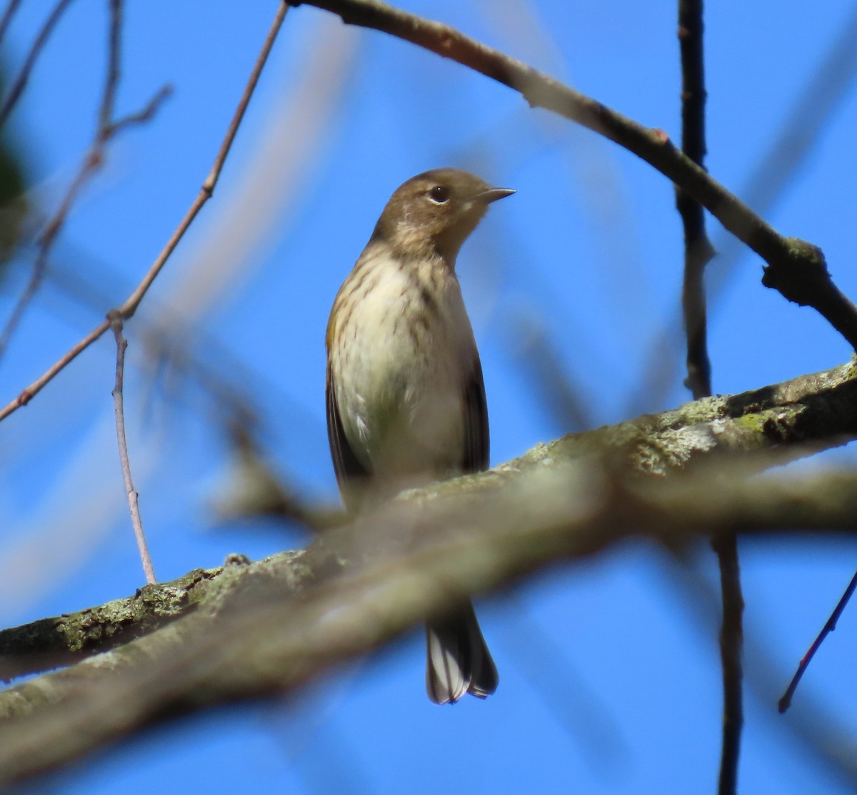 Yellow-rumped Warbler - ML624496690