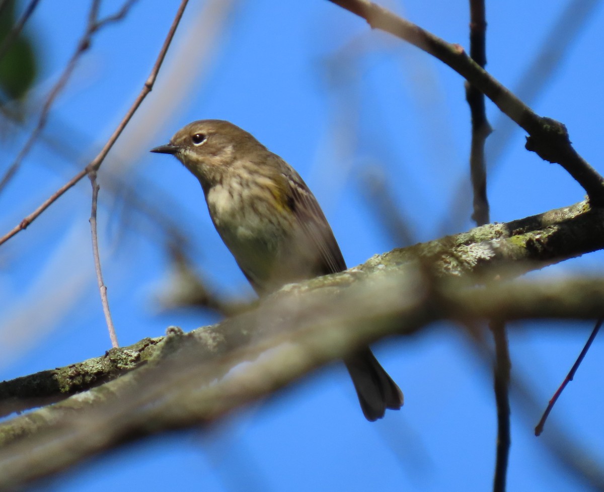 Yellow-rumped Warbler - ML624496691