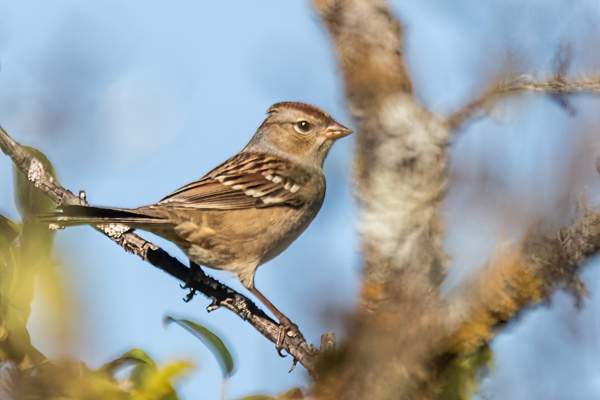 White-crowned Sparrow - ML624496693