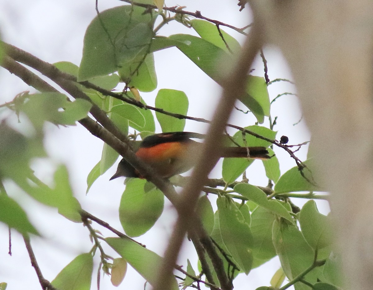 Small Minivet - ML624496723