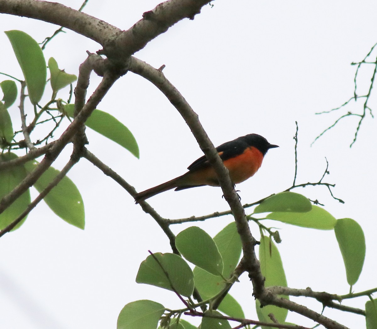 Small Minivet - ML624496724