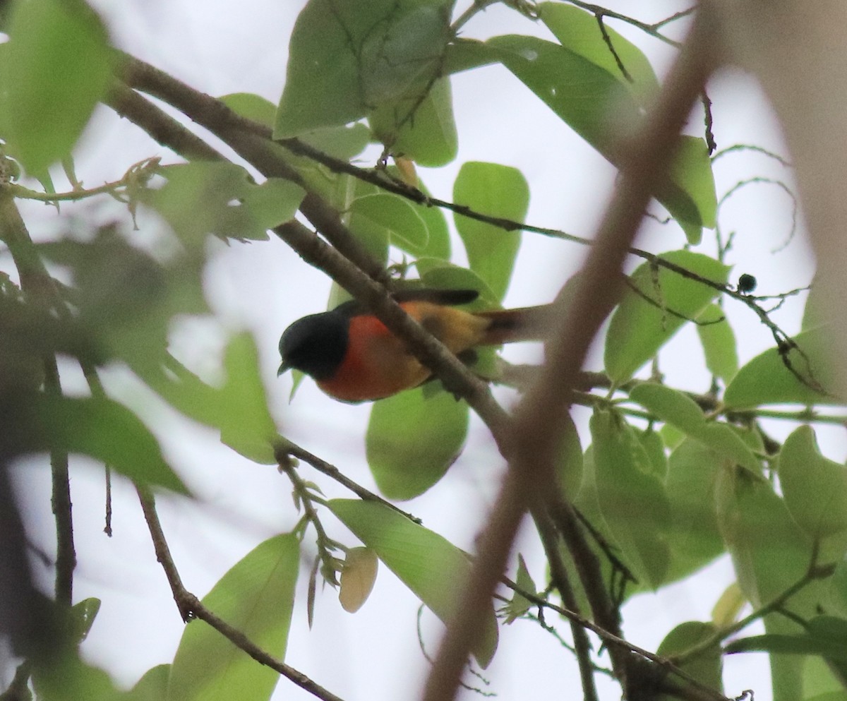 Small Minivet - Afsar Nayakkan